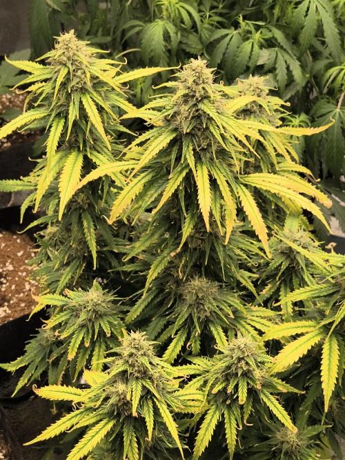 Cosmic cupcake auto. Week 11