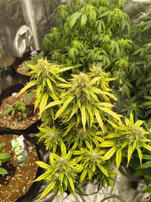 Cosmic cupcake auto. Week 11