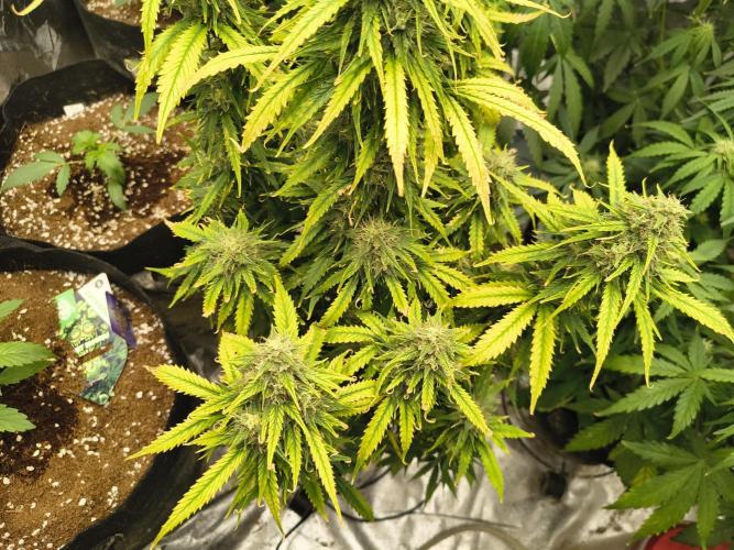 Cosmic cupcake auto. Week 11