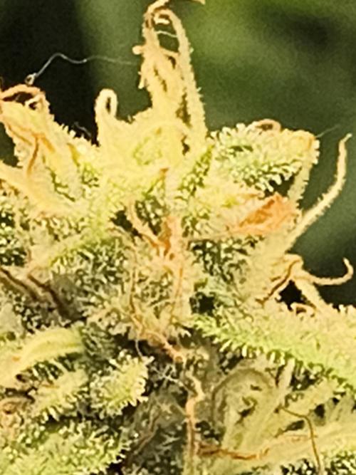 Cosmic cupcake auto. Week 11