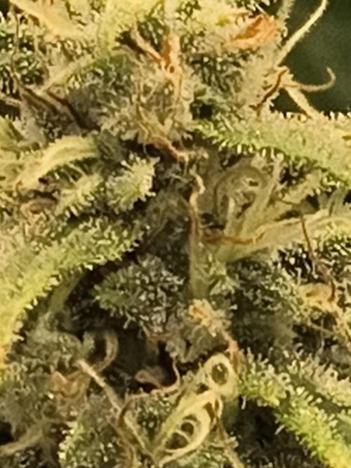 Cosmic cupcake auto. Week 11