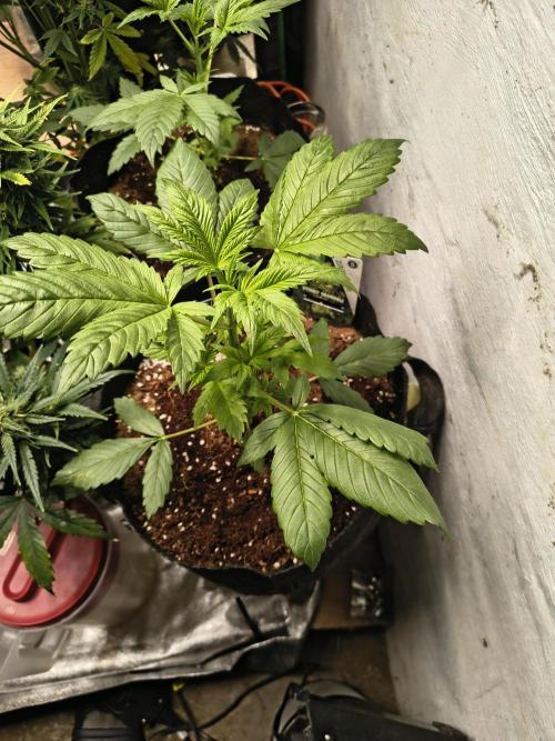 Sticky broccoli. Week 3