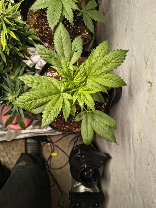 Sticky broccoli. Week 3