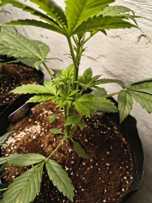 Sticky broccoli. Week 3