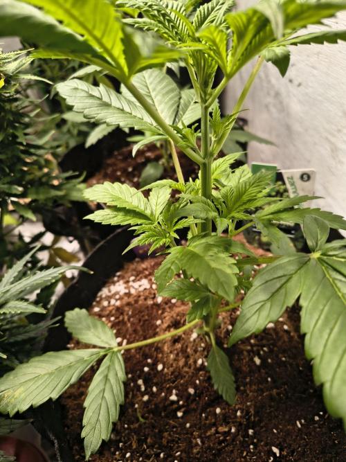 Sticky broccoli. Week 3