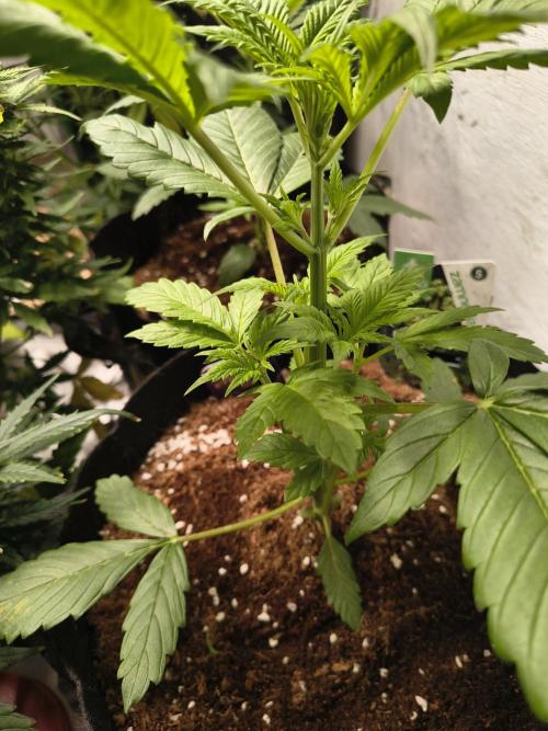 Sticky broccoli. Week 3