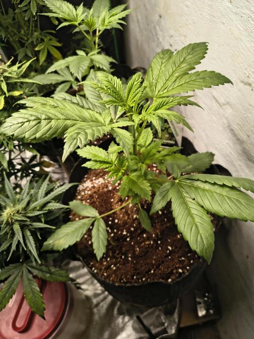 Sticky broccoli. Week 3