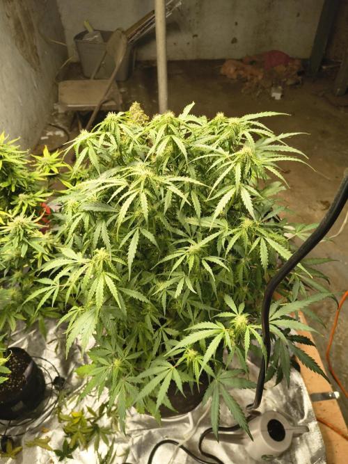 Gelonade auto. Week 7
