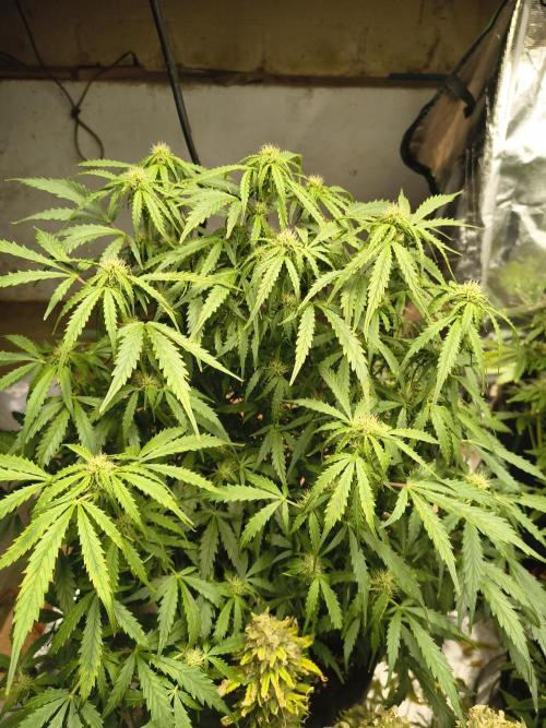 Gelonade auto. Week 7