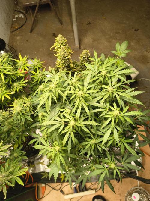Gelonade auto. Week 7