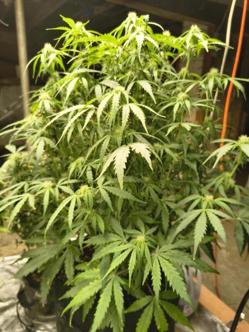 Gelonade auto. Week 7