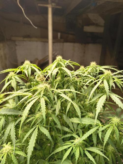 Gelonade auto. Week 7