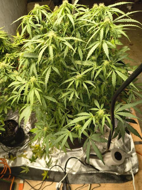 Gelonade auto. Week 7