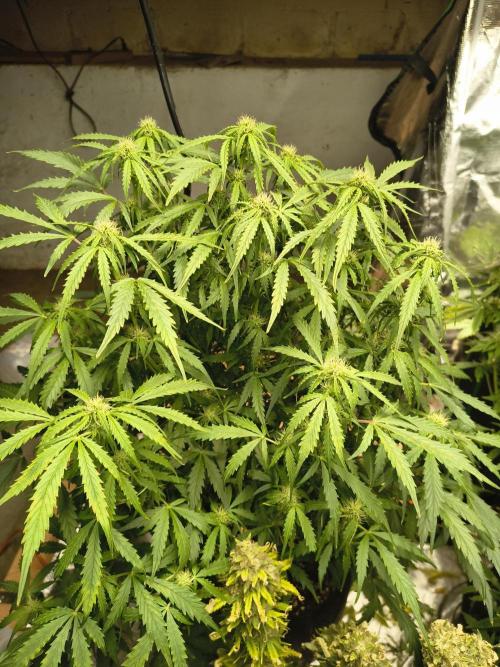 Gelonade auto. Week 7