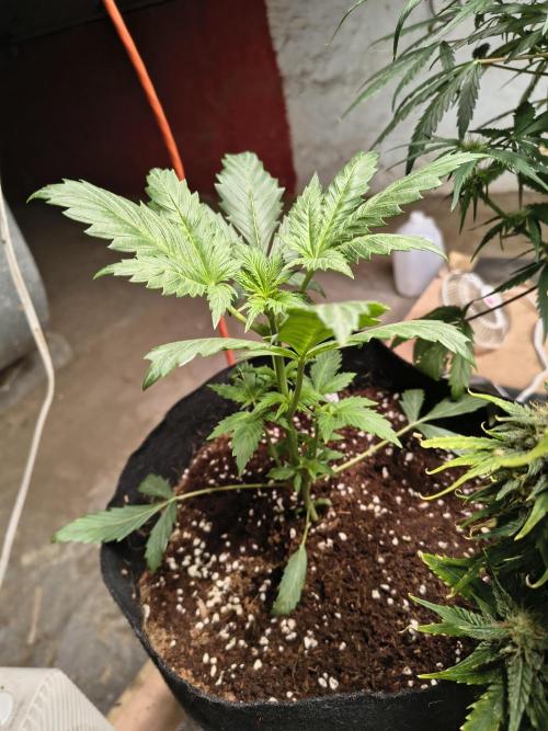 Whiskey Zulu auto. Week 3