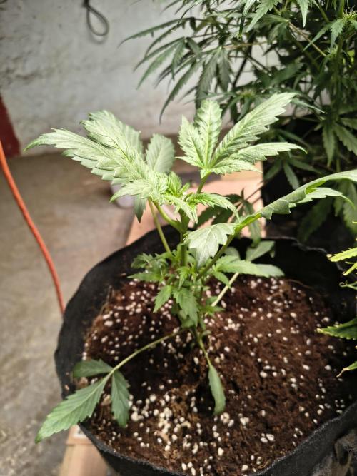 Whiskey Zulu auto. Week 3