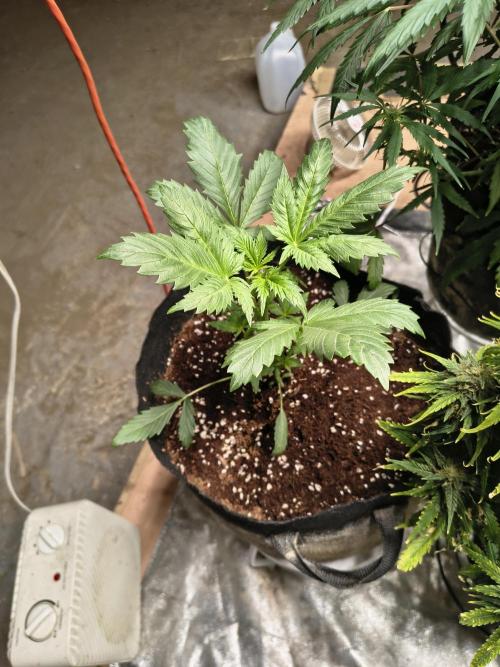 Whiskey Zulu auto. Week 3
