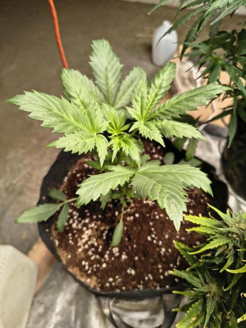 Whiskey Zulu auto. Week 3