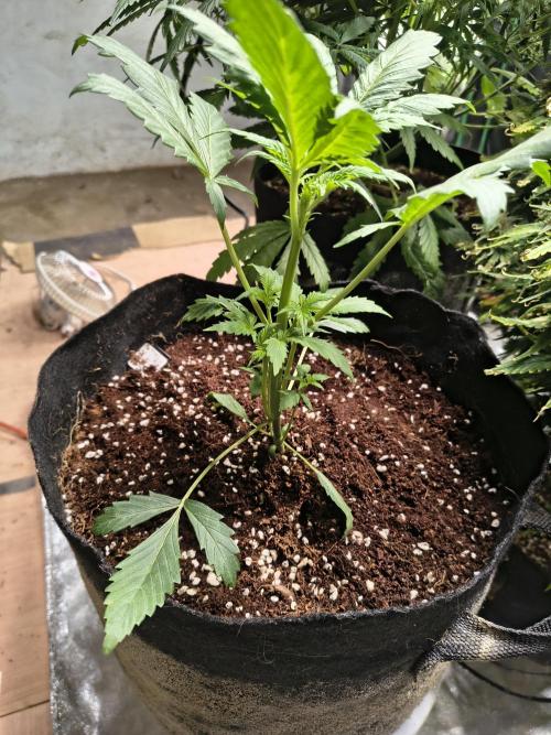 Whiskey Zulu auto. Week 3