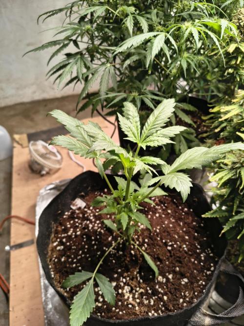 Whiskey Zulu auto. Week 3