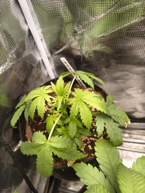 Orange cookies auto. Week 3