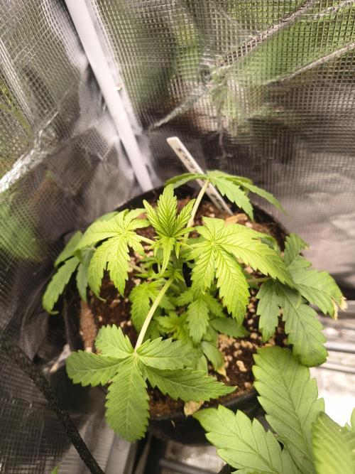 Orange cookies auto. Week 3
