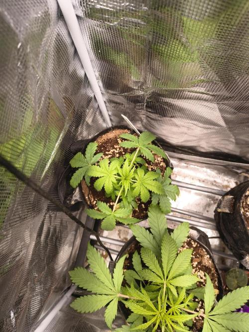 Orange cookies auto. Week 3