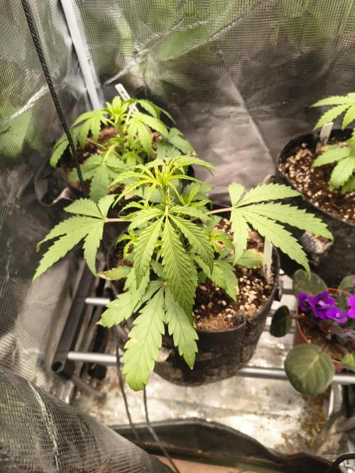 Gmo auto. Week 3