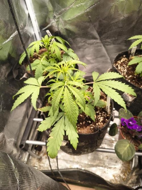 Gmo auto. Week 3