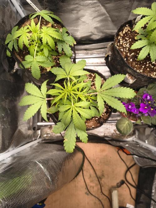 Gmo auto. Week 3