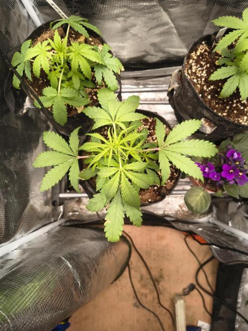 GMO Auto. Week 3