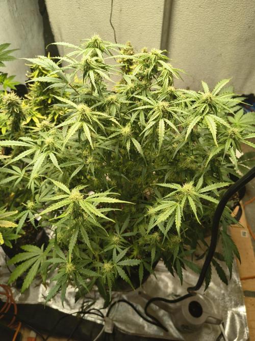 Gelonade auto. Week 8
