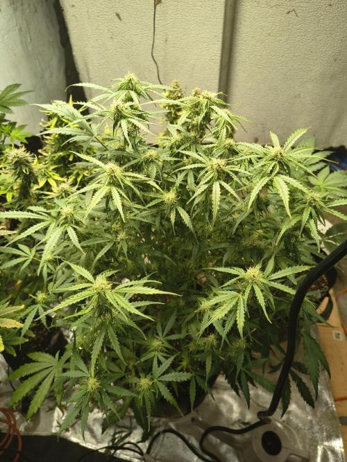 Gelonade auto. Week 8