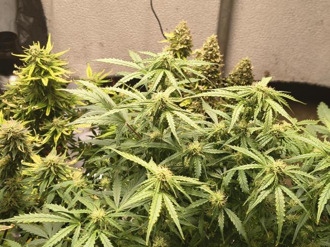 Gelonade auto. Week 8
