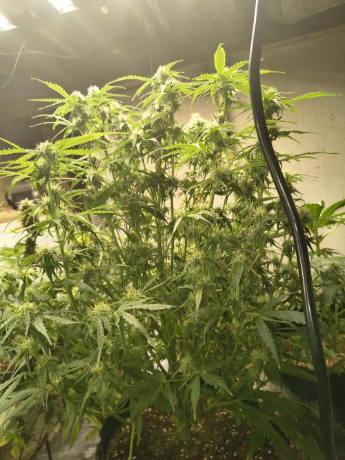 Gelonade auto. Week 8