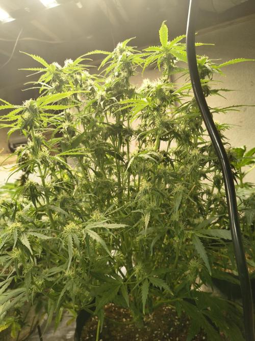 Gelonade auto. Week 8