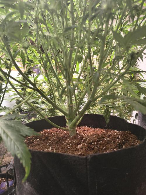 Gelonade auto. Week 8