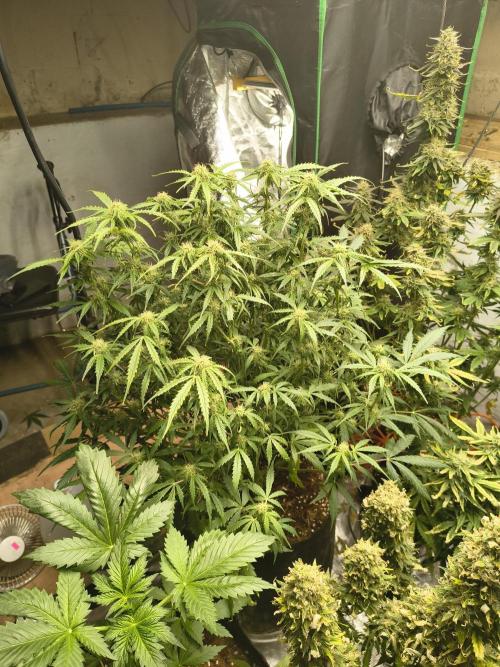 Gelonade auto. Week 8