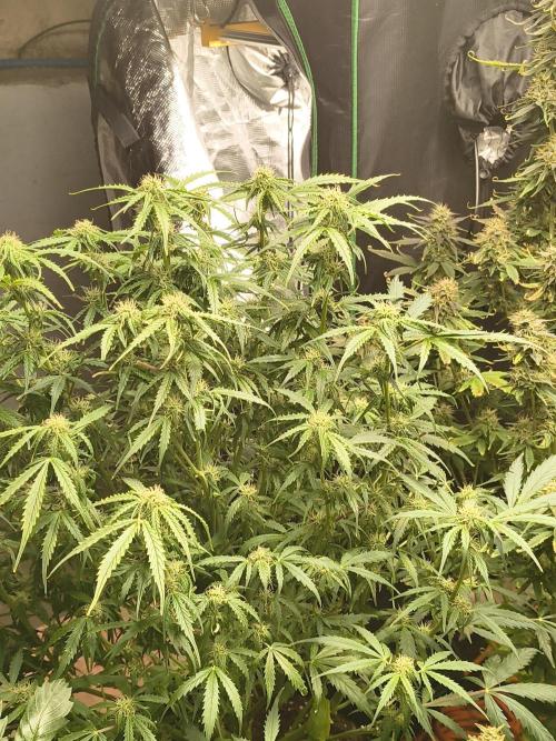 Gelonade auto. Week 8