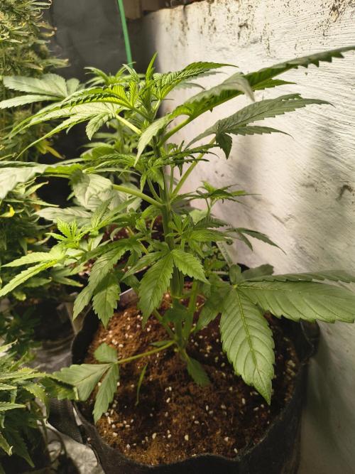 Sticky broccoli. Week 4