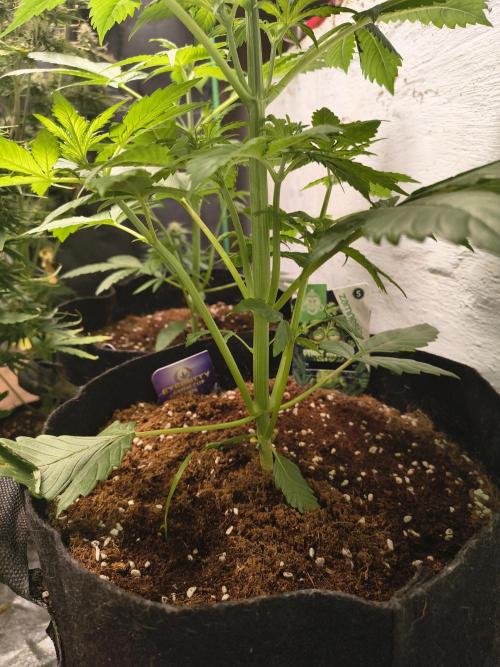 Sticky broccoli. Week 4