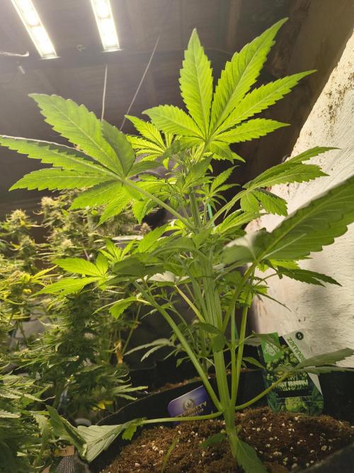 Sticky broccoli. Week 4