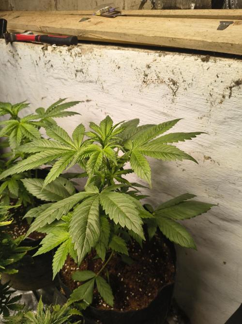 Sticky broccoli. Week 4