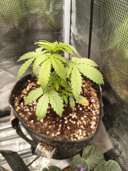 Northern Lights Auto. Week 3