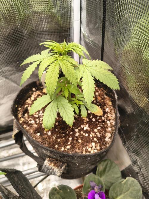 Northern Lights Auto. Week 3
