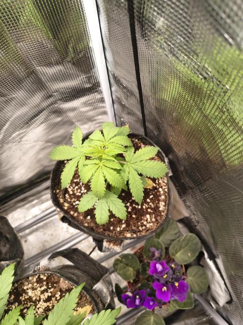 Northern Lights Auto. Week 3