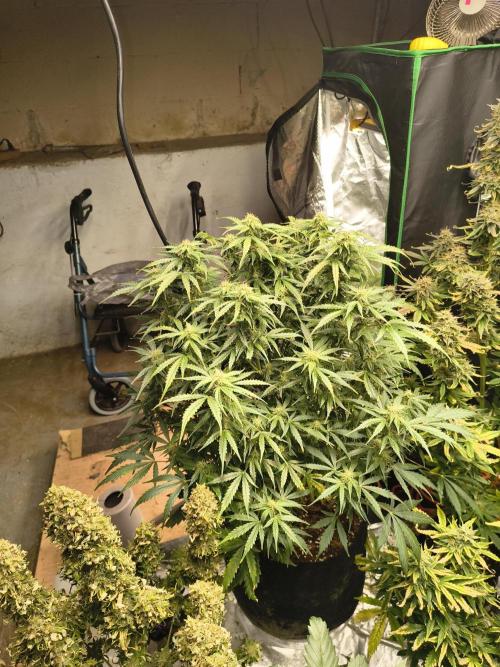 Gelonade auto. Week 9