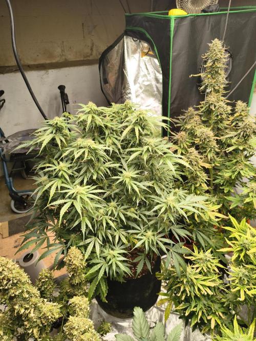 Gelonade auto. Week 9