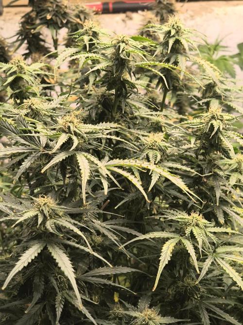 Gelonade auto. Week 9