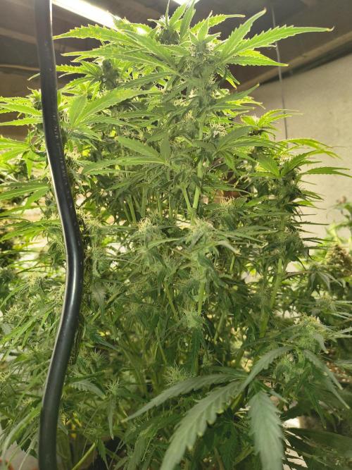 Gelonade auto. Week 9